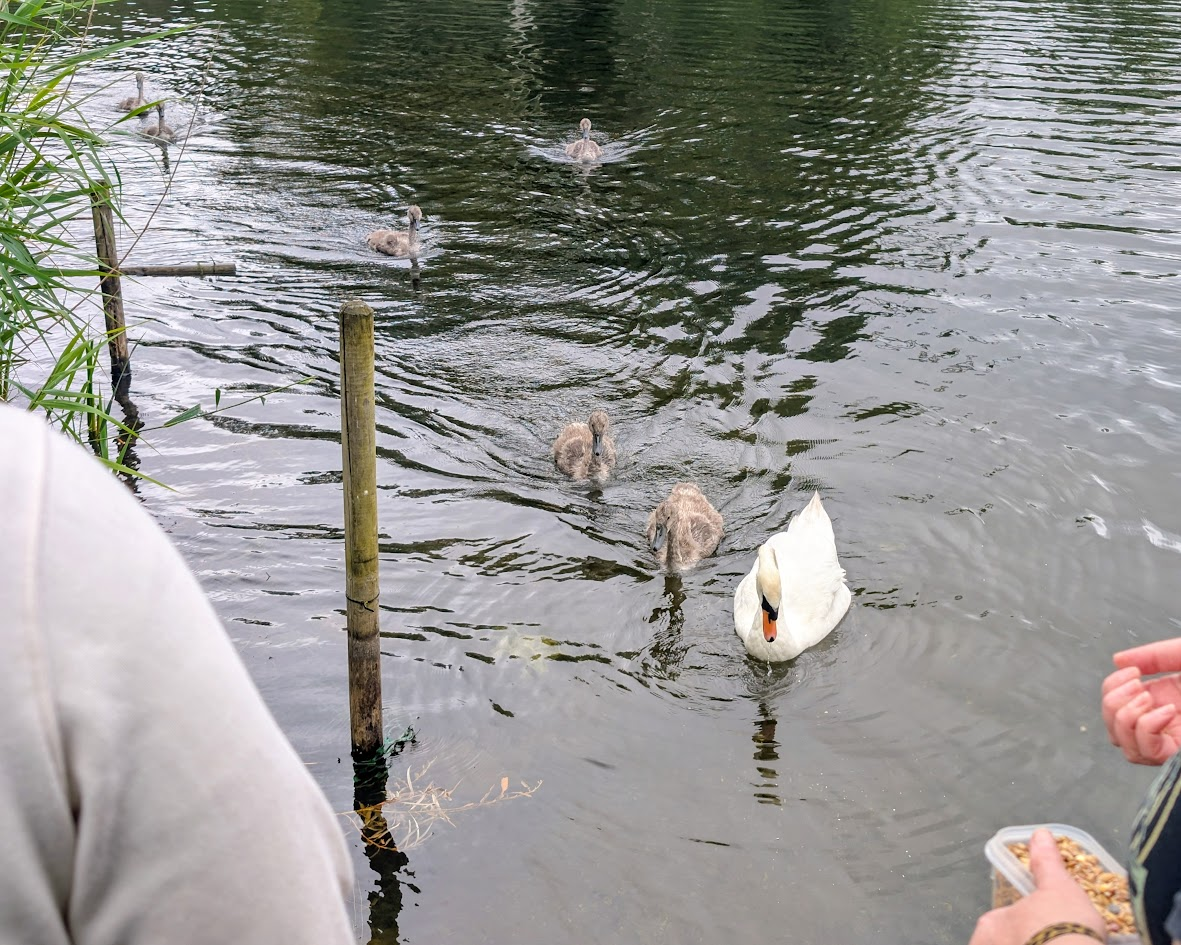 A swan and cygnets on the water at Chorlton Water Park