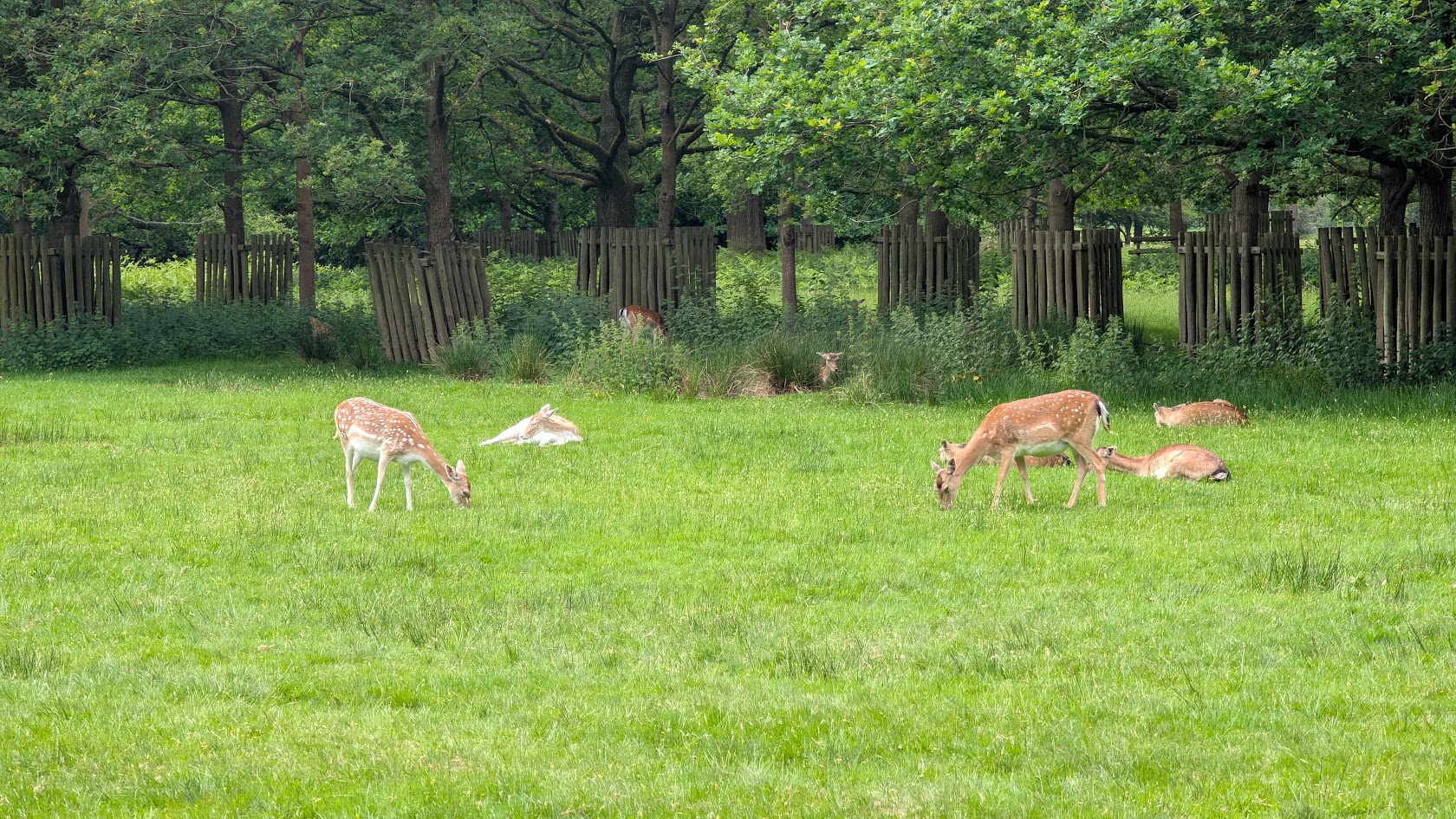 Fallow deer grazing in Dunham Park